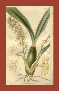 Botanical print by Sir William Jackson Hooker, FRS, 1785 â€ì 1865, English botanical illustrator.