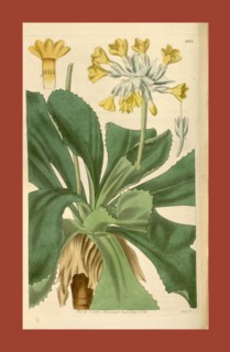Botanical print or English natural history illustration by Joseph Swan 1796-1872, British Engraver.
