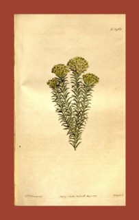 Botanical print by Sydenham Teast Edwards 1768 â€ì 1819, Sydenham Edwards was a natural history