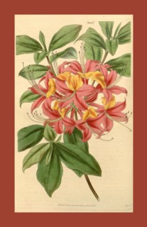Botanical print or English natural history illustration by Joseph Swan 1796-1872, British Engraver.