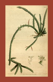 Botanical print or English natural history illustration by Joseph Swan 1796-1872, British Engraver.