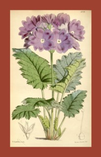 Botanical Print by Walter Hood Fitch 1817 â€ì 1892, W.H. Fitch was an botanical illustrator and