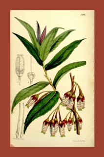 Botanical Print by Walter Hood Fitch 1817 â€ì 1892, W.H. Fitch was an botanical illustrator and