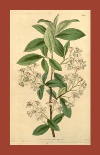 Botanical print or English natural history illustration by Joseph Swan 1796-1872, British Engraver.