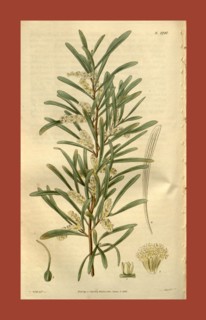 Botanical print by Sir William Jackson Hooker, FRS, 1785 â€ì 1865, English botanical illustrator.