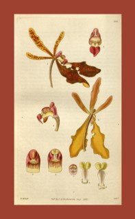 Botanical print by Sir William Jackson Hooker, FRS, 1785 â€ì 1865, English botanical illustrator.