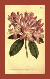 Botanical print by Sydenham Teast Edwards 1768 â€ì 1819, Sydenham Edwards was a natural history