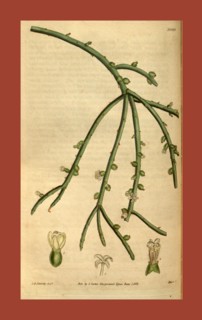 19th century botanical colour  print. Botanical illustration.  Form, colour, and details of the