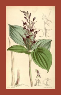 Botanical Print by Walter Hood Fitch 1817 â€ì 1892, W.H. Fitch was an botanical illustrator and