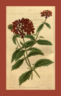 Botanical print or English natural history illustration by Joseph Swan 1796-1872, British Engraver.