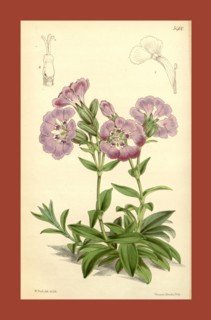 Botanical Print by Walter Hood Fitch 1817 â€ì 1892, W.H. Fitch was an botanical illustrator and