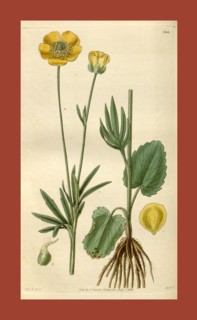 Botanical print by Sir William Jackson Hooker, FRS, 1785 â€ì 1865, English botanical illustrator.