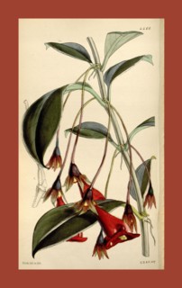 Botanical Print by Walter Hood Fitch 1817 â€ì 1892, W.H. Fitch was an botanical illustrator and