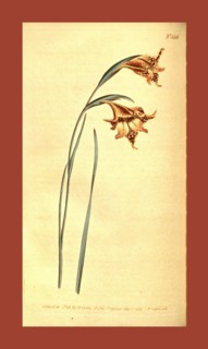 Botanical print by Sydenham Teast Edwards 1768 â€ì 1819, Sydenham Edwards was a natural history