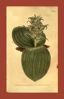 Botanical print by Sydenham Teast Edwards 1768 â€ì 1819, Sydenham Edwards was a natural history