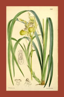 Botanical Print by Walter Hood Fitch 1817 â€ì 1892, W.H. Fitch was an botanical illustrator and