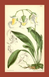Botanical Print by Walter Hood Fitch 1817 â€ì 1892, W.H. Fitch was an botanical illustrator and