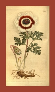 Botanical print by Sydenham Teast Edwards 1768 â€ì 1819, Sydenham Edwards was a natural history