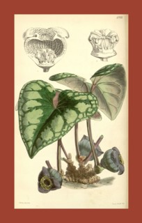 Botanical Print by Walter Hood Fitch 1817 â€ì 1892, W.H. Fitch was an botanical illustrator and