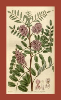 Botanical print by Sir William Jackson Hooker, FRS, 1785 â€ì 1865, English botanical illustrator.