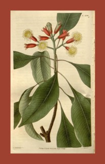 Botanical print by Sir William Jackson Hooker, FRS, 1785 â€ì 1865, English botanical illustrator.