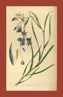 Botanical print or English natural history illustration by Joseph Swan 1796-1872, British Engraver.