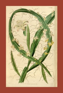 Botanical Print by Walter Hood Fitch 1817 â€ì 1892, W.H. Fitch was an botanical illustrator and
