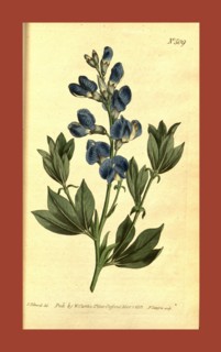 Botanical print by Sydenham Teast Edwards 1768 â€ì 1819, Sydenham Edwards was a natural history