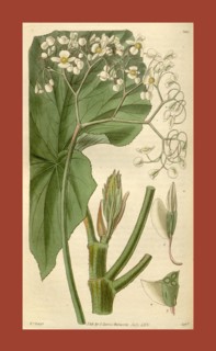 Botanical print by Sir William Jackson Hooker, FRS, 1785 â€ì 1865, English botanical illustrator.