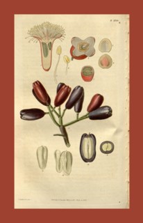 19th century botanical colour  print. Botanical illustration.  Form, colour, and details of the