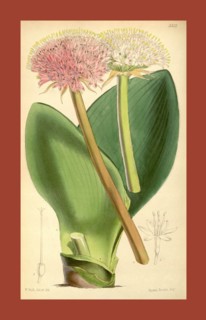 Botanical Print by Walter Hood Fitch 1817 â€ì 1892, W.H. Fitch was an botanical illustrator and