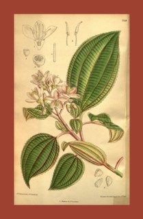 Botanical Print by Walter Hood Fitch 1817 â€ì 1892, W.H. Fitch was an botanical illustrator and