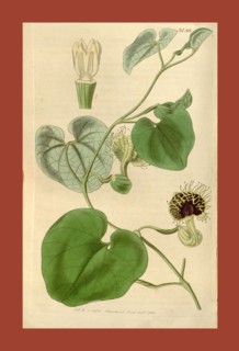 19th century botanical colour  print. Botanical illustration.  Form, colour, and details of the