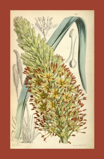 Botanical Print by Walter Hood Fitch 1817 â€ì 1892, W.H. Fitch was an botanical illustrator and