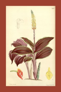 Botanical Print by Walter Hood Fitch 1817 â€ì 1892, W.H. Fitch was an botanical illustrator and