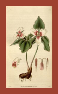 Botanical print by Sir William Jackson Hooker, FRS, 1785 â€ì 1865, English botanical illustrator.