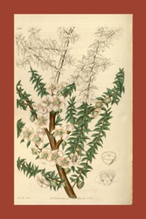 Botanical print by Sir William Jackson Hooker, FRS, 1785 â€ì 1865, English botanical illustrator.
