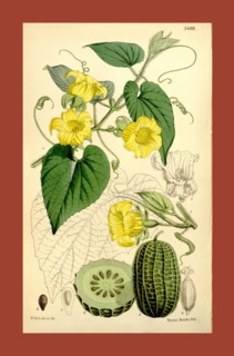 Botanical Print by Walter Hood Fitch 1817 â€ì 1892, W.H. Fitch was an botanical illustrator and