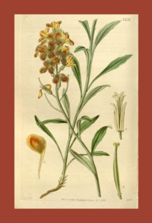 Botanical Print by Walter Hood Fitch 1817 â€ì 1892, W.H. Fitch was an botanical illustrator and
