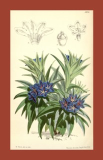 Botanical Print by Walter Hood Fitch 1817 â€ì 1892, W.H. Fitch was an botanical illustrator and