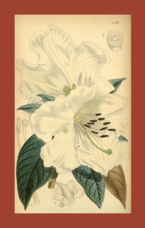 19th century botanical colour  print. Botanical illustration.  Form, colour, and details of the