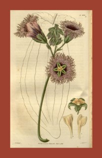 Botanical print by Sir William Jackson Hooker, FRS, 1785 â€ì 1865, English botanical illustrator.
