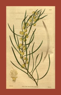 Botanical print by Sir William Jackson Hooker, FRS, 1785 â€ì 1865, English botanical illustrator.