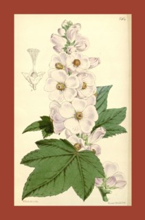 Botanical Print by Walter Hood Fitch 1817 â€ì 1892, W.H. Fitch was an botanical illustrator and