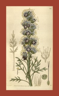 Botanical print by Sir William Jackson Hooker, FRS, 1785 â€ì 1865, English botanical illustrator.
