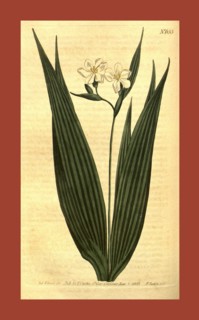 Botanical print by Sydenham Teast Edwards 1768 â€ì 1819, Sydenham Edwards was a natural history