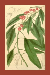 Botanical print or English natural history illustration by Joseph Swan 1796-1872, British Engraver.