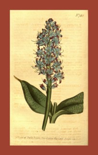 Botanical print by Sydenham Teast Edwards 1768 â€ì 1819, Sydenham Edwards was a natural history
