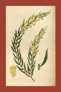 Botanical print by Sir William Jackson Hooker, FRS, 1785 â€ì 1865, English botanical illustrator.