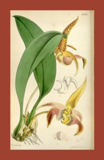 Botanical Print by Walter Hood Fitch 1817 â€ì 1892, W.H. Fitch was an botanical illustrator and